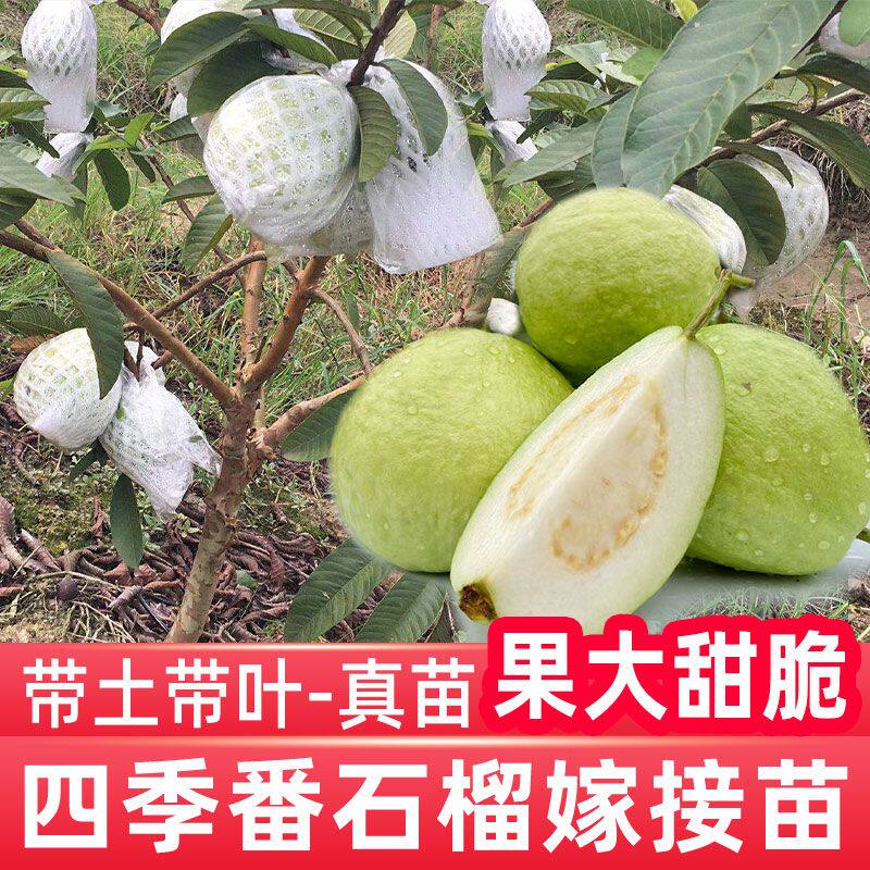 番石榴果树苗嫁接四季珍珠奶油帝王红宝石无籽胭脂红心西瓜芭乐苗