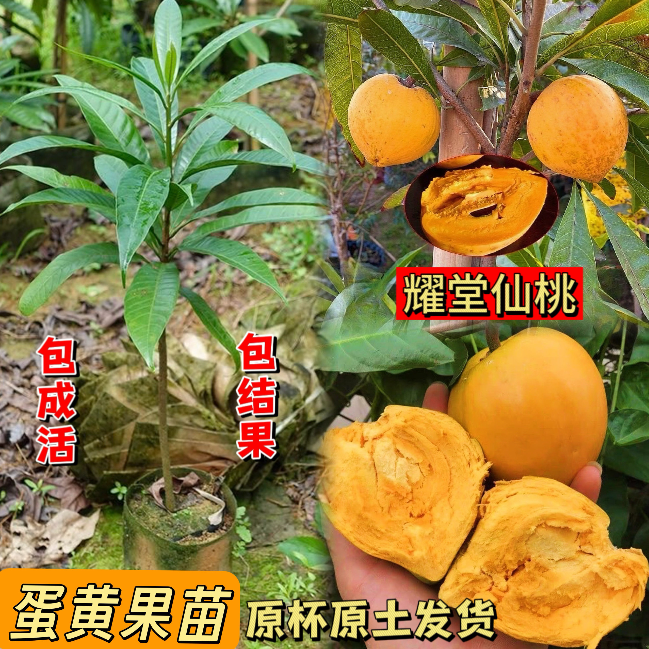 耀堂仙桃果苗正宗蛋黄果苗树苗带土带叶原杯发货当年结果四季种植