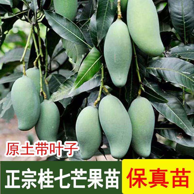 芒果苗正宗金煌芒果四季芒果嫁接苗当年结果南方阳台庭院盆栽树苗
