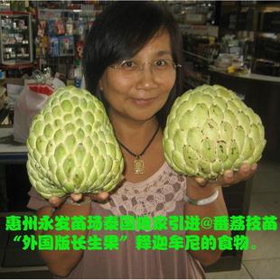 释迦果苗嫁接水果树苗番荔枝苗大目AP榴莲盆栽种植当年结果释迦苗