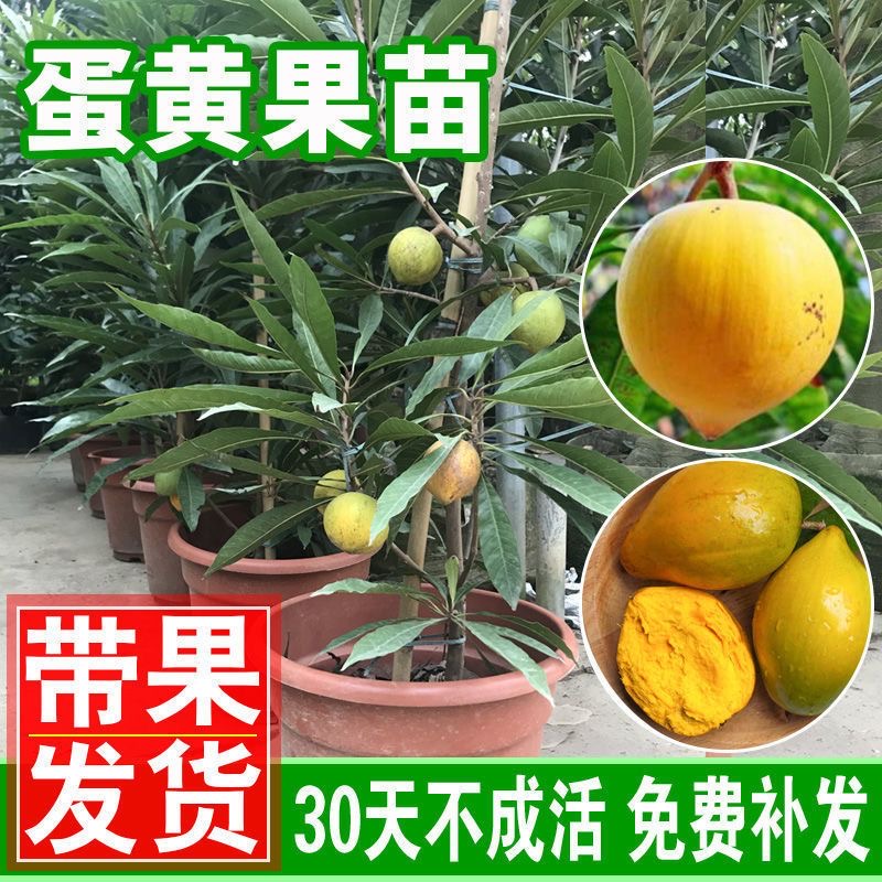 广东仙桃苗正宗蛋黄果苗树苗带果发货鸡蛋果苗四季种植当年结果
