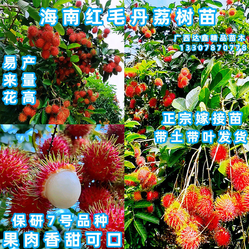 海南红毛丹树苗 嫁接双季保研7号红毛丹荔枝树苗盆栽地裁当年挂果