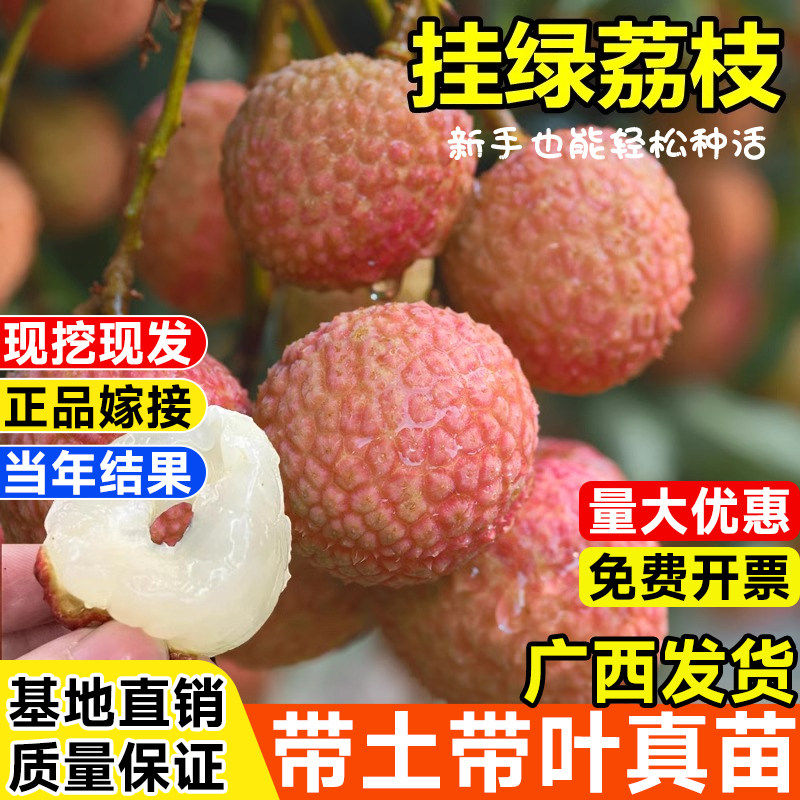 挂绿荔枝苗嫁接果树苗妃子笑桂味无核荔枝苗盆地栽南北方当年结果