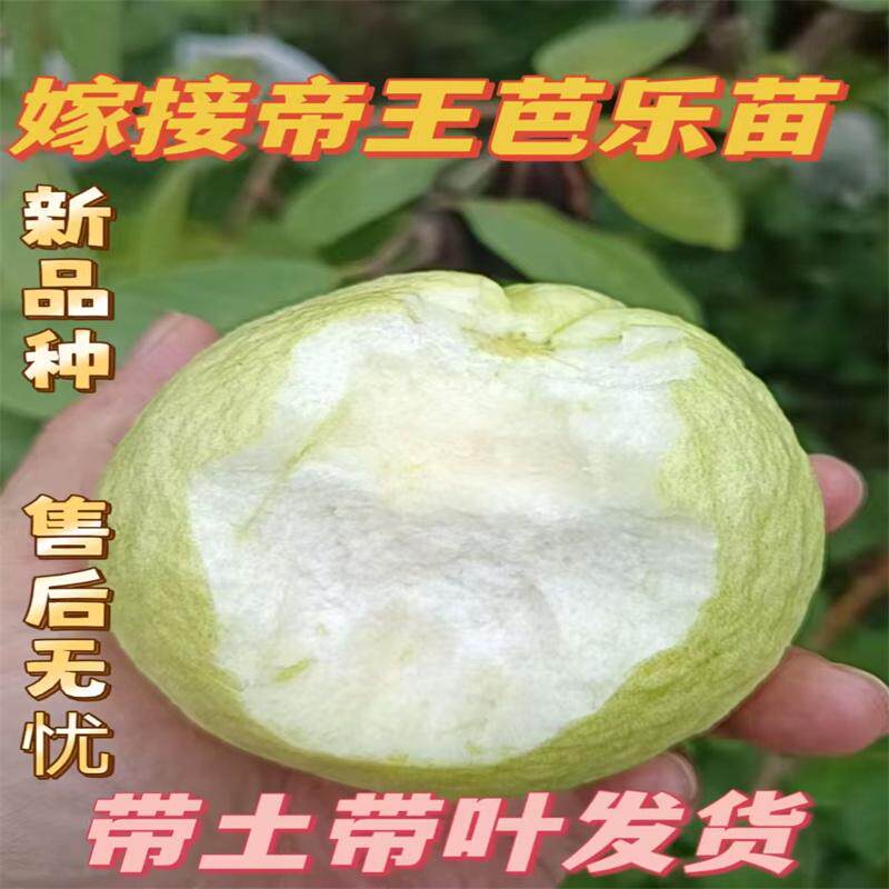 四季白心番石榴苗帝王芭乐果苗新品种粉红蜜少籽红心果树苗红宝石