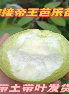 四季白心番石榴苗帝王芭乐果苗新品种粉红蜜少籽红心果树苗红宝石