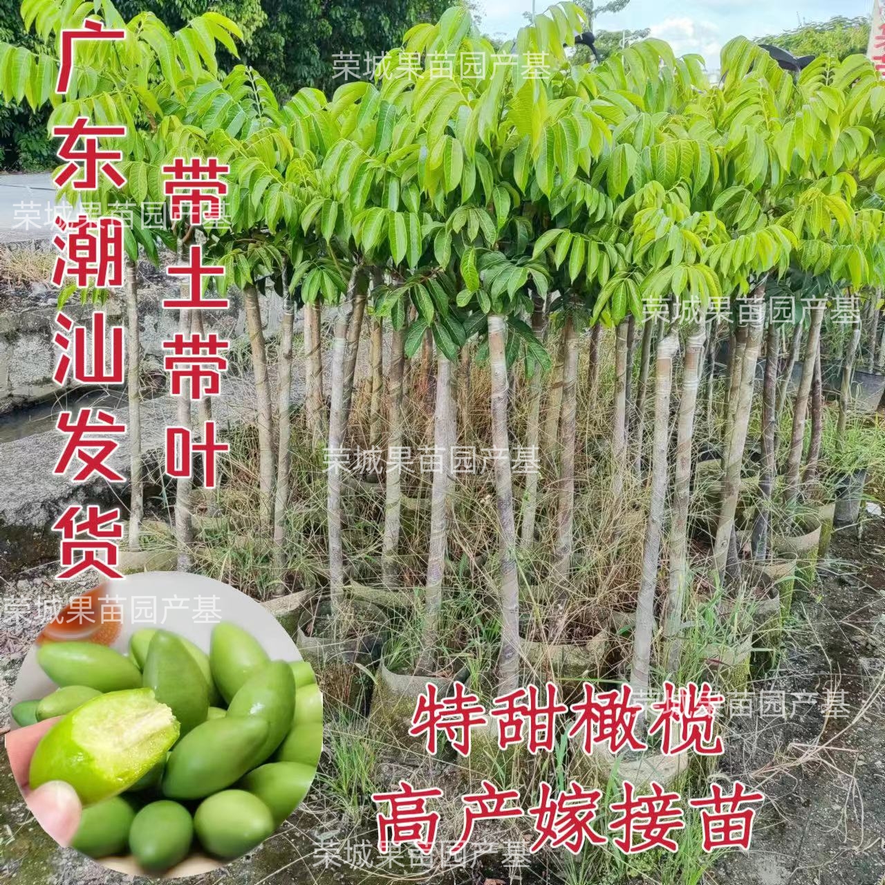 潮汕甜橄榄果树苗青橄榄嫁接苗纯甜回甘当年结果南方庭院盆栽地栽