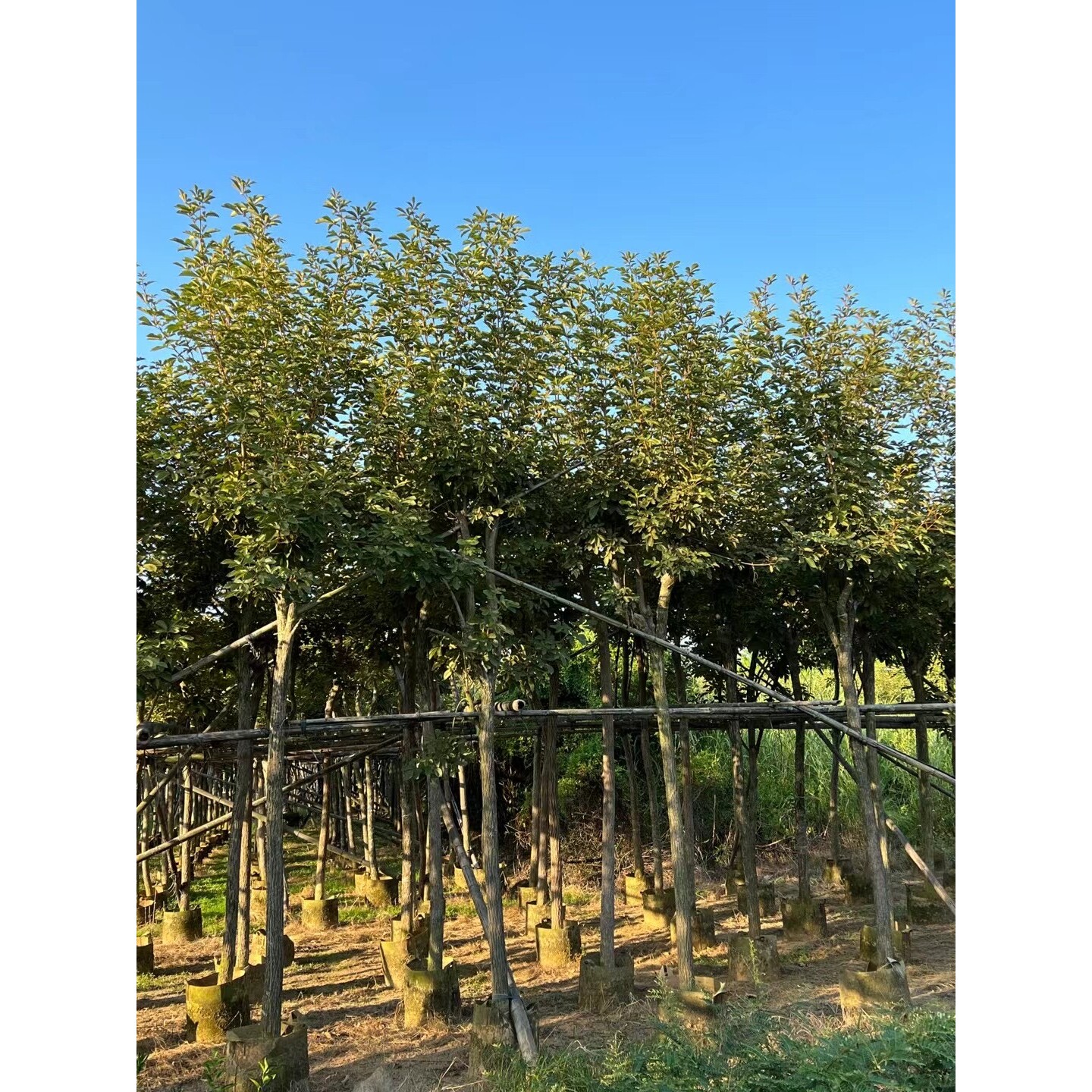 广东基地黄花风铃木假植苗 美化乡村树苗 黄花枫铃木1-15公分树径