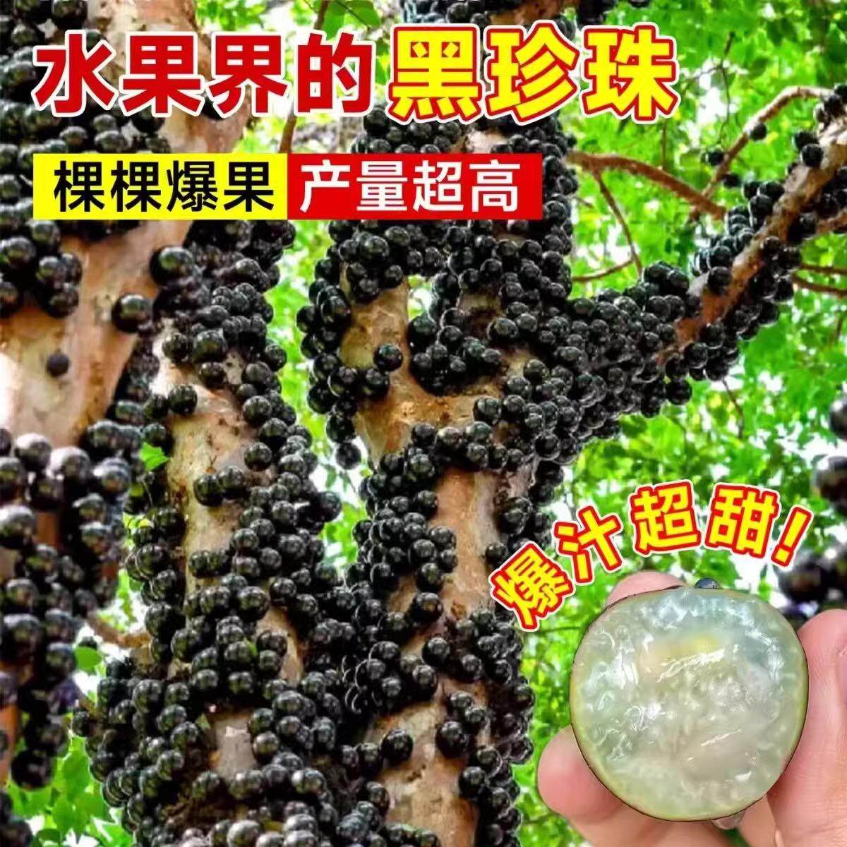 树葡萄苗果树嘉宝果苗正宗沙巴加宝果南北方四季庭院名贵种植盆栽