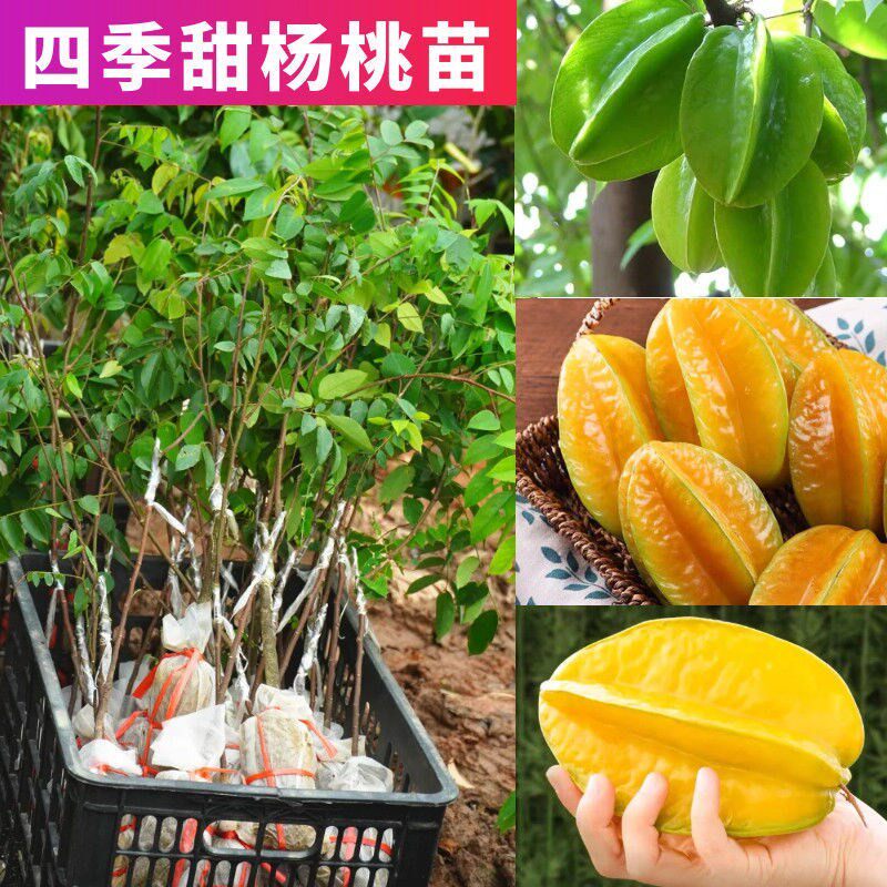 红杨桃苗四季甜杨桃嫁接苗甜杨桃红杨桃树果苗阳台盆栽带土带叶