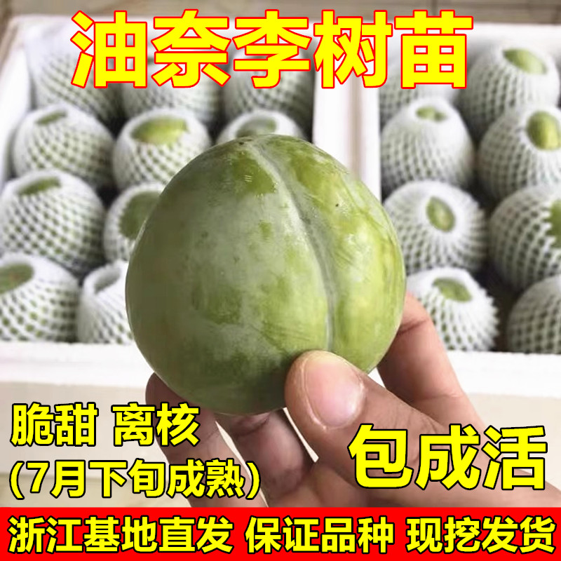 嫁接李子苗 黄金奈李苗 青奈李苗 油奈李子树苗 南北方种植果树苗