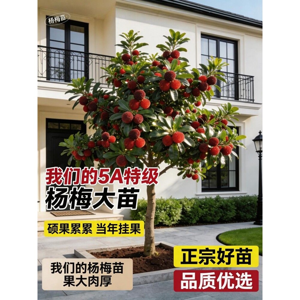 特大嫁接东魁杨梅树苗浙江仙居庭院黑炭杨梅水果树果苗南北方可种