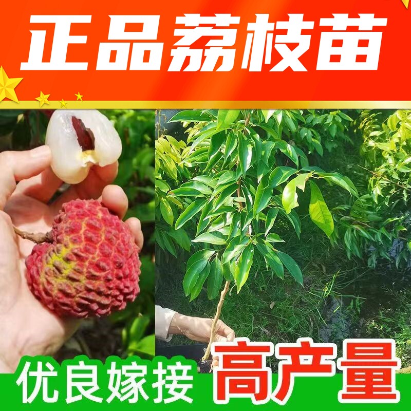 荔枝果树苗嫁接桂味冰荔无核荔枝当年结果南北方盆栽带土包活种苗