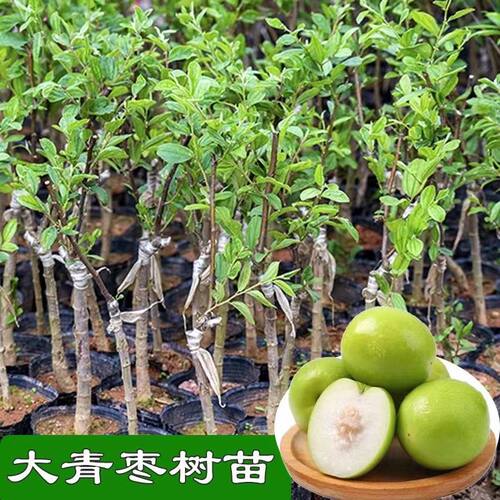 广东发货台湾大青枣树苗牛奶青枣苗室外嫁接枣树多季结果带土带叶