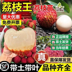 荔枝王荔枝嫁接树苗妃子笑糯米滋桂味无核荔枝当年结果南北方种植