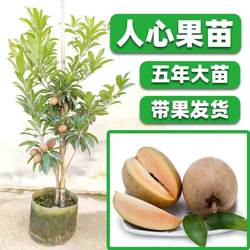 人心果苗果树苗盆地栽庭院四季结果超甜人参果苗南方种植带果发货