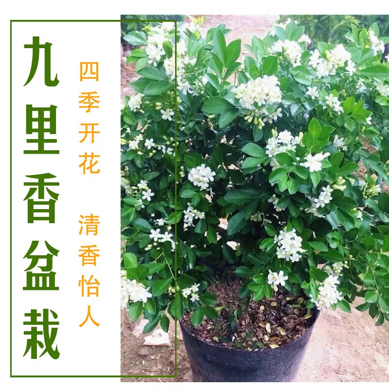 九里香盆栽带花绿植七里香树苗室内庭院花卉驱蚊绿植阳台当年开花
