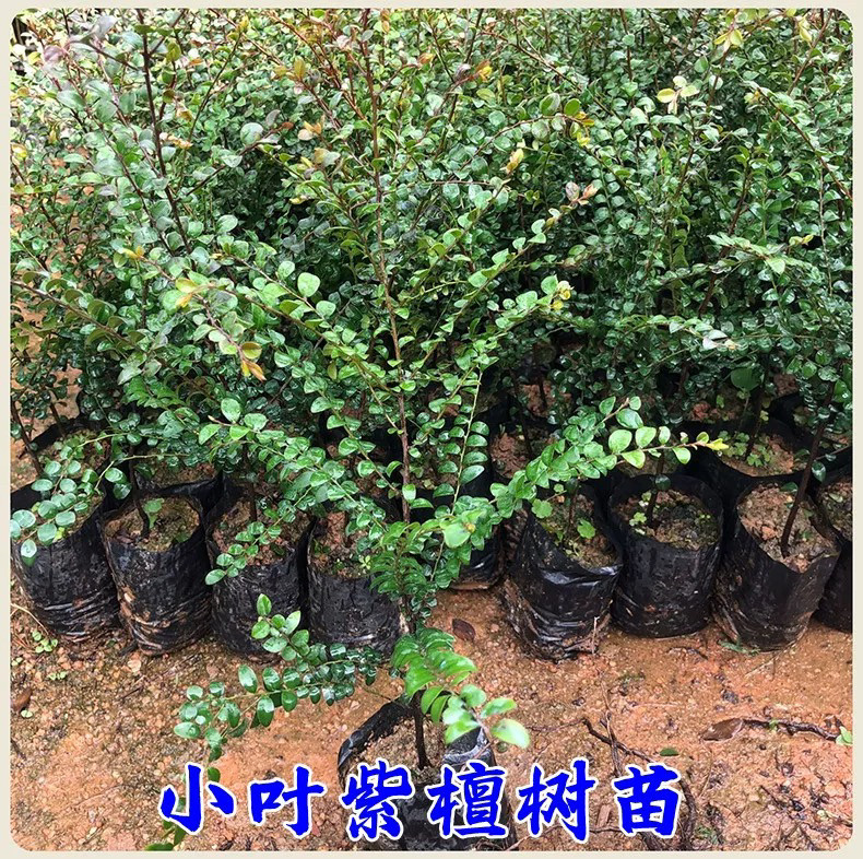 正宗名贵苗木小叶紫檀树苗台湾盆栽地栽观赏植物基地直销树苗