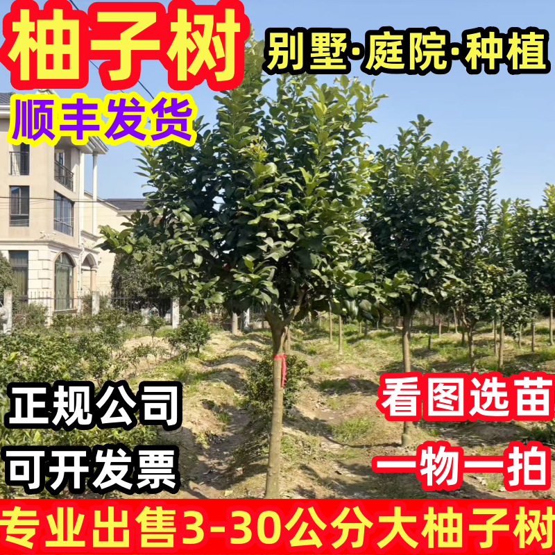 红心蜜柚苗 正宗三红蜜柚苗 红肉蜜柚树苗 嫁接三红柚子当年结果