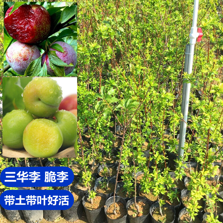 李子树苗正宗三华李树早熟青脆李苗嫁接果树苗当年结果南北方种植