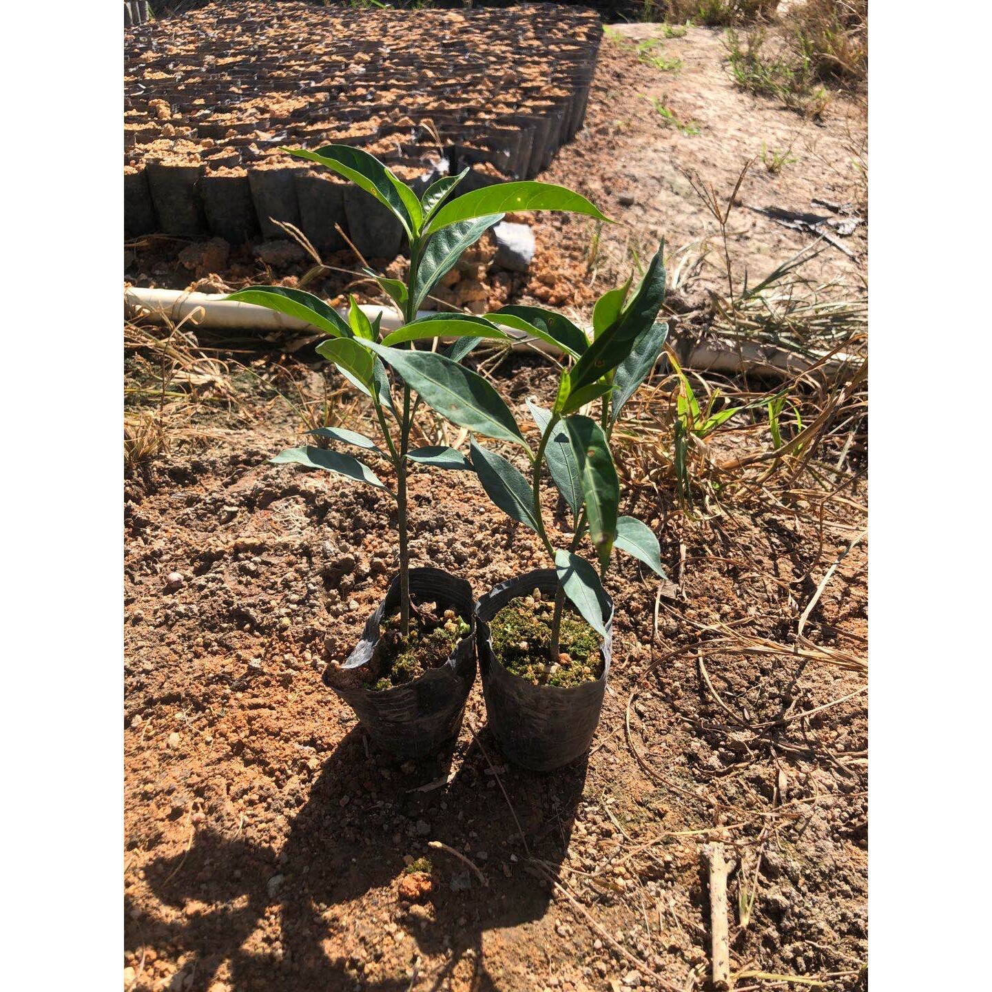 丁香花树苗 秋香花苗 狗牙花树苗阳台庭院绿植喜阳耐晒易活绿植