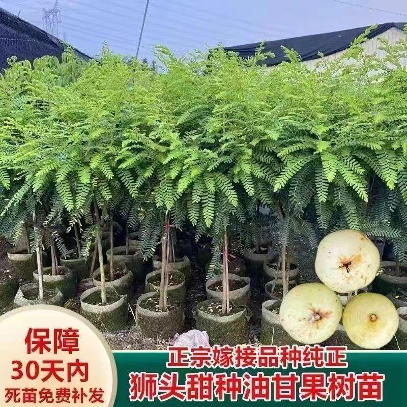 油甘果树苗嫁接潮汕崩坎狮头甜种油甘苗柿饼甜余甘果树苗四季结果