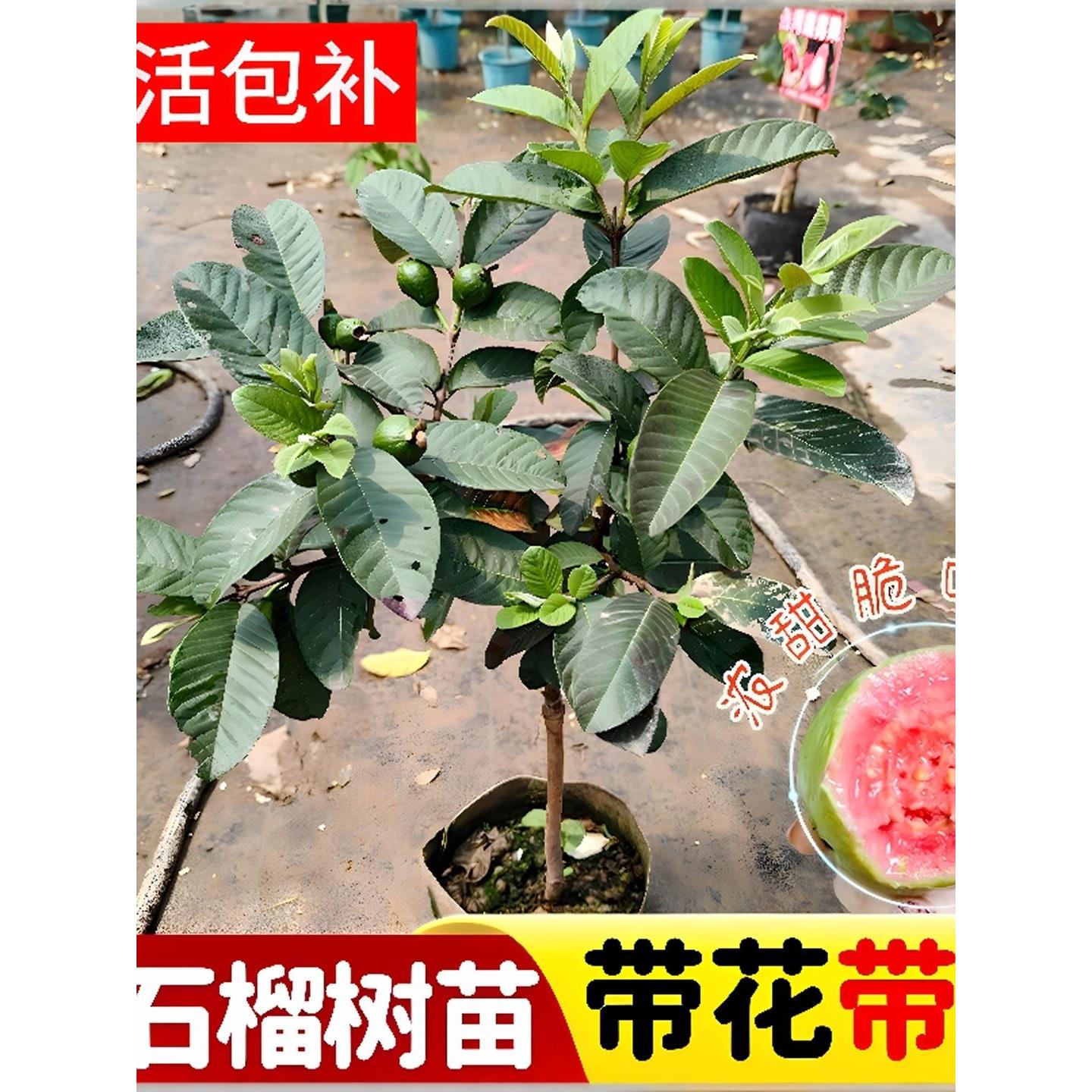 红心树苗番石榴树苗红心红宝石苗盆栽地栽耐寒耐旱当年结果