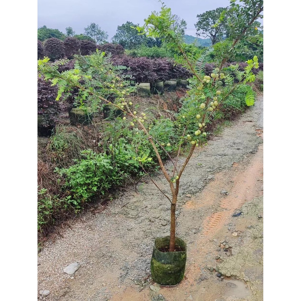 （带果发货）油甘果苗余甘果苗嫁接油牛甘子油橄榄果树苗耐寒果树