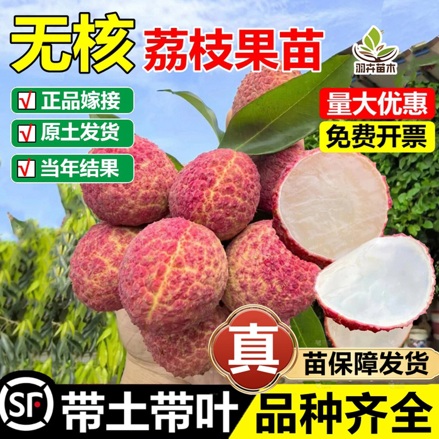 无核荔枝嫁接树苗妃子笑糯米滋桂味荔枝苗盆地栽南北种植当年结果