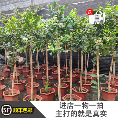 广东香水柠檬树 盆栽室内四季带果可食用带花阳台净化空气棒棒糖