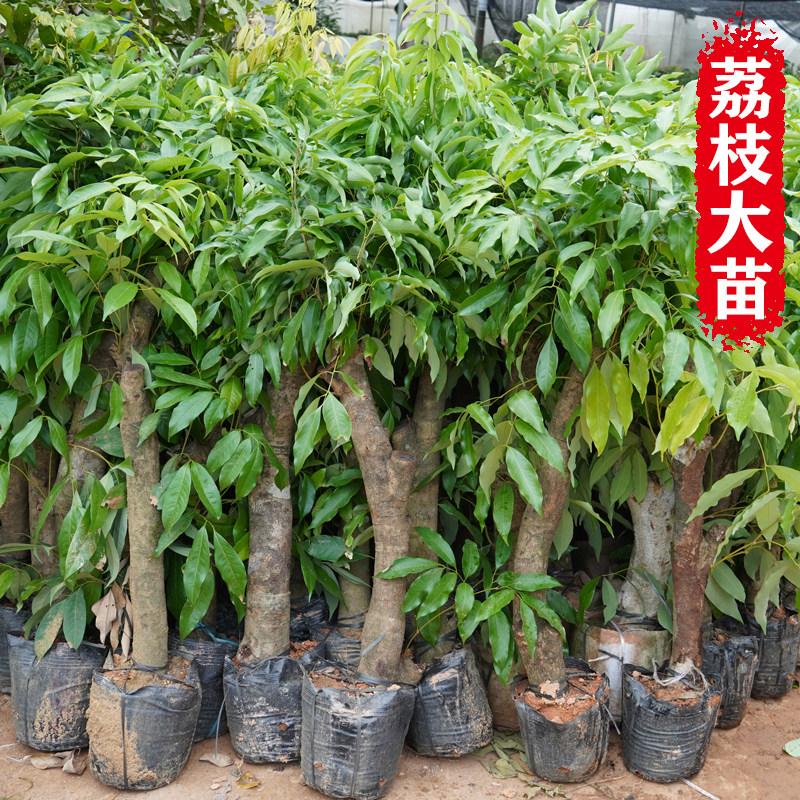 高压圈枝荔枝苗树桩嫁接荔枝树大树苗妃子笑桂味南方种植当年结果