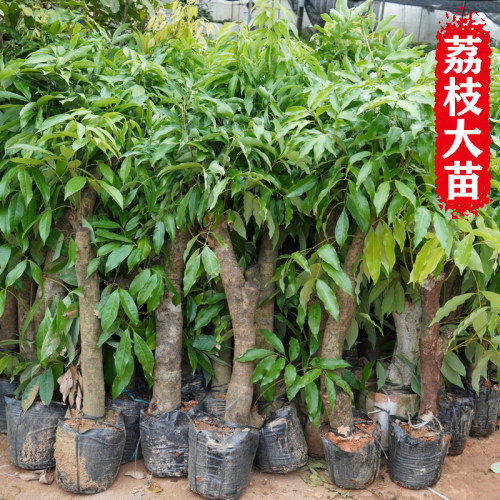 高压圈枝荔枝苗树桩嫁接荔枝树大树苗妃子笑桂味南方种植当年结果