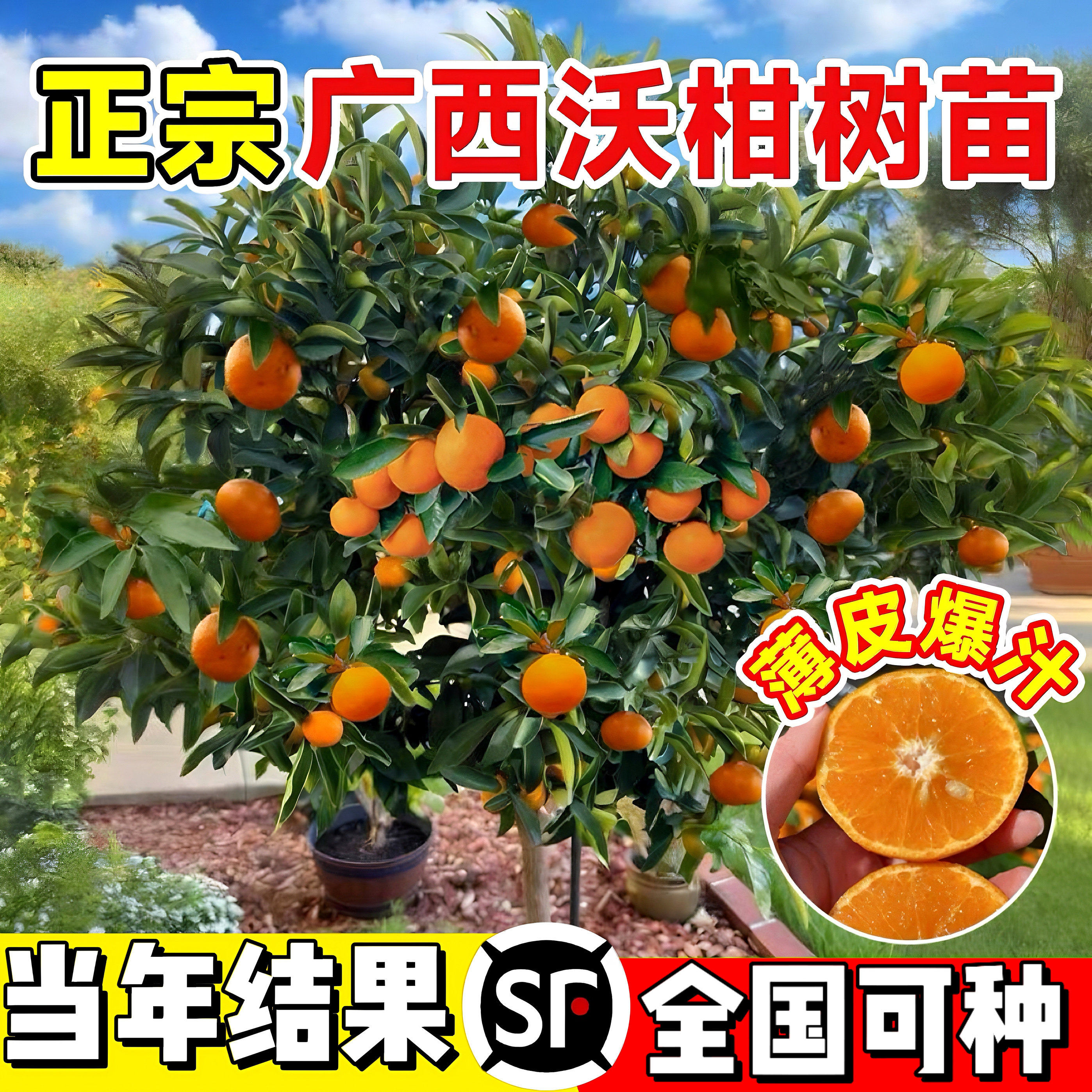 沃柑树苗沙砂糖橘子果树金桔橙子带土庭院盆栽嫁接南北方种植