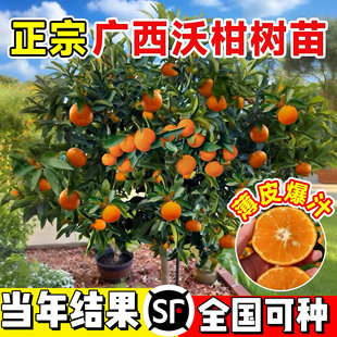 沃柑树苗沙砂糖橘子果树金桔橙子带土庭院盆栽嫁接南北方种植