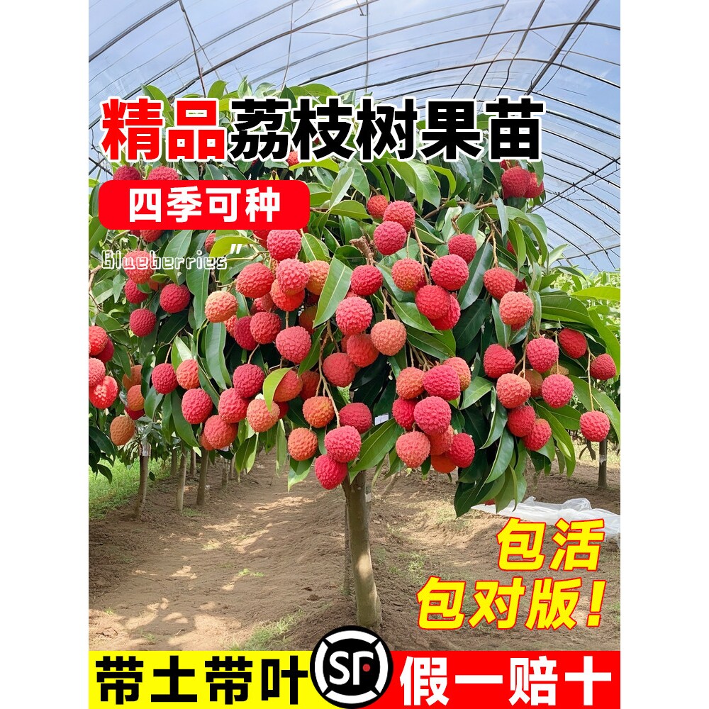 荔枝树苖无核桂味果树盆栽妃子笑嫁接水果苗糯米糍果苗当年结果