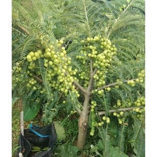 油甘果苗大果甜余甘果苗两季开花嫁接高产油牛甘果树苗两季结果