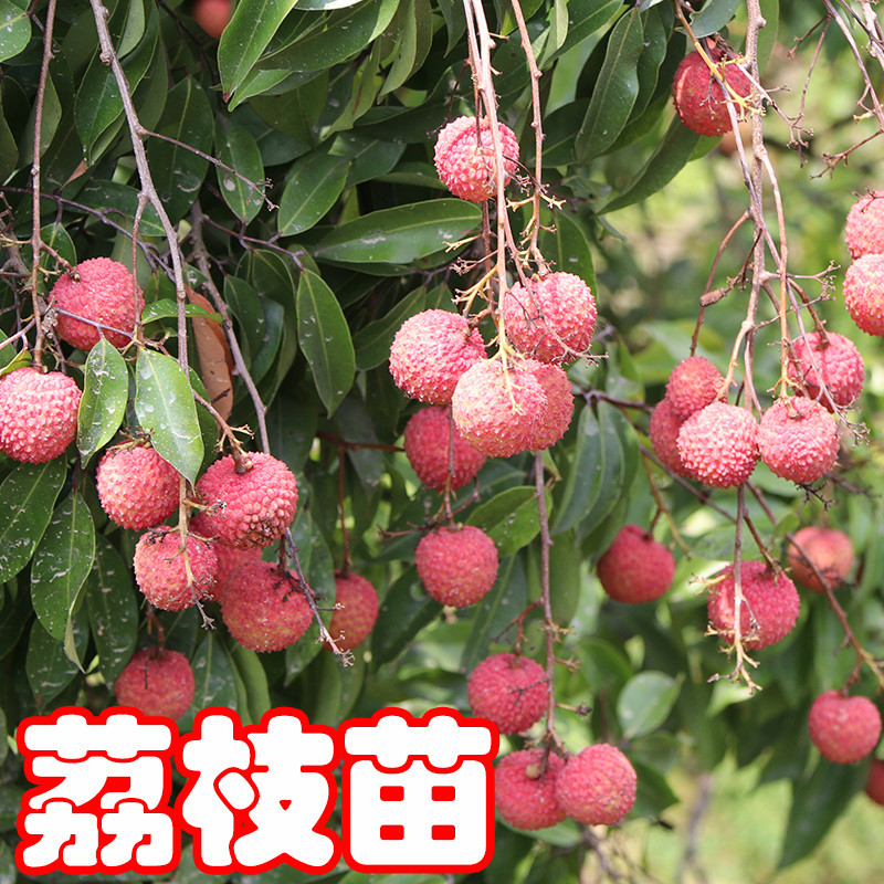 荔枝树苗仙进奉无核观音绿冰荔荔枝苗盆栽地栽南北方种植当年结果