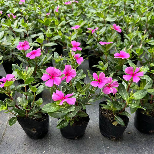 长春花盆栽小苗带花苞进口单瓣室外阳台庭院耐晒热开花绿植禾森园