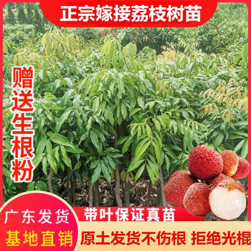 荔枝树苗正宗嫁接妃子笑糯米滋桂味无核果树苗盆地栽种植当年结果