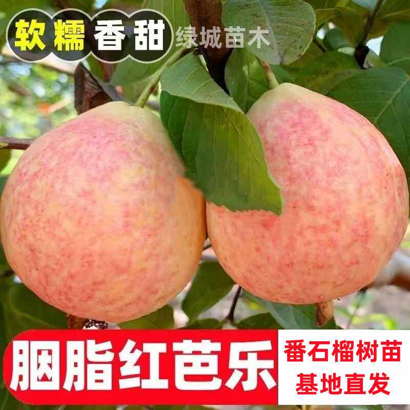 四季番石榴树苗胭脂红番石榴红心芭乐鸡屎果树苗庭院地栽当年结果