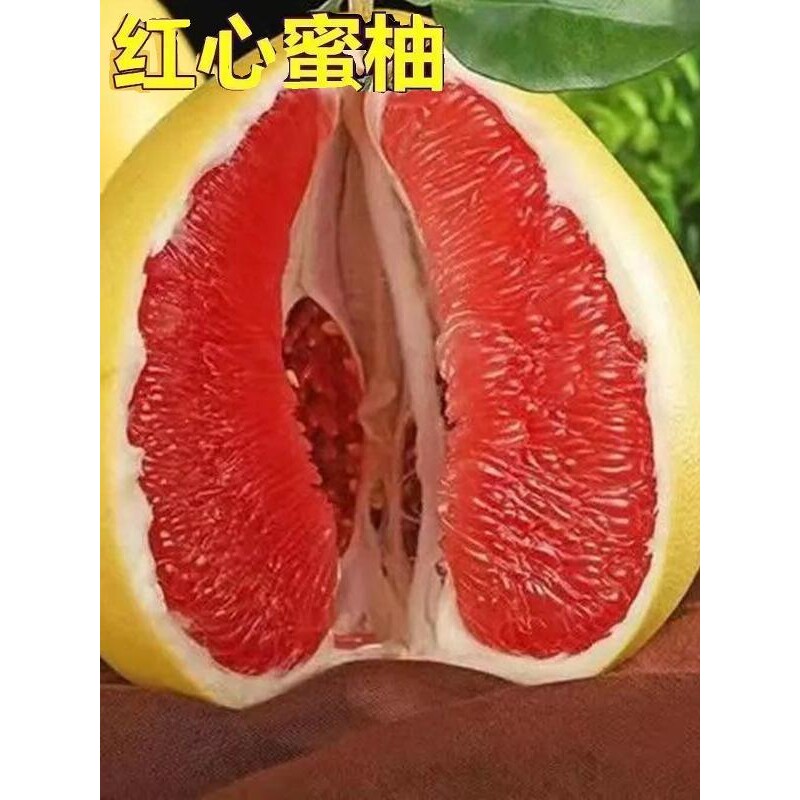 带土带叶柚子树苗红心红肉嫁接三红果树果苗南方北方种植当年结果