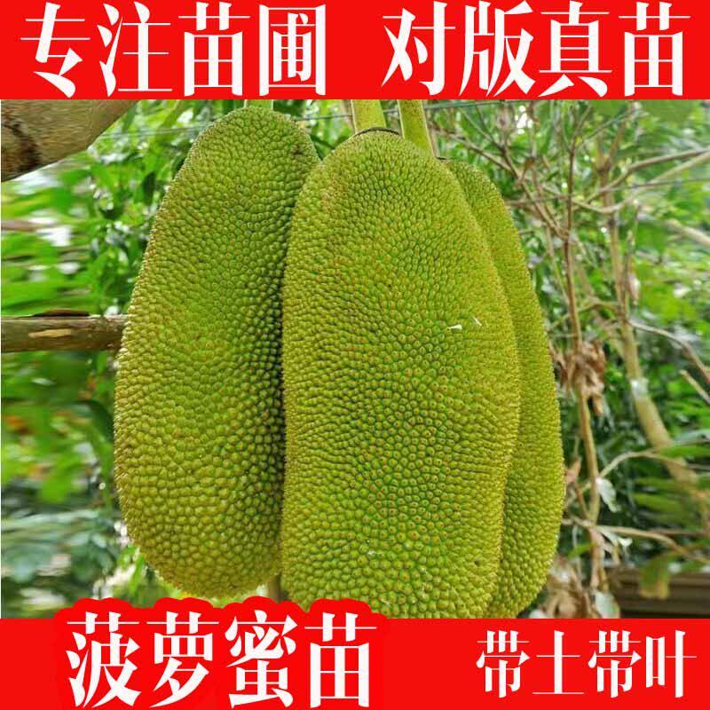 菠萝蜜树树苗嫁接四季木菠萝果树苗马来西亚1号黄肉干包高杆带土