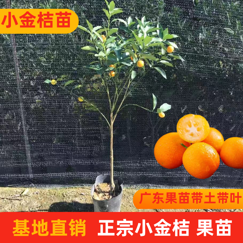 脆皮小金桔树苗砂糖桔袋树苗可食脆皮小金桔招财客厅地栽盆栽带果
