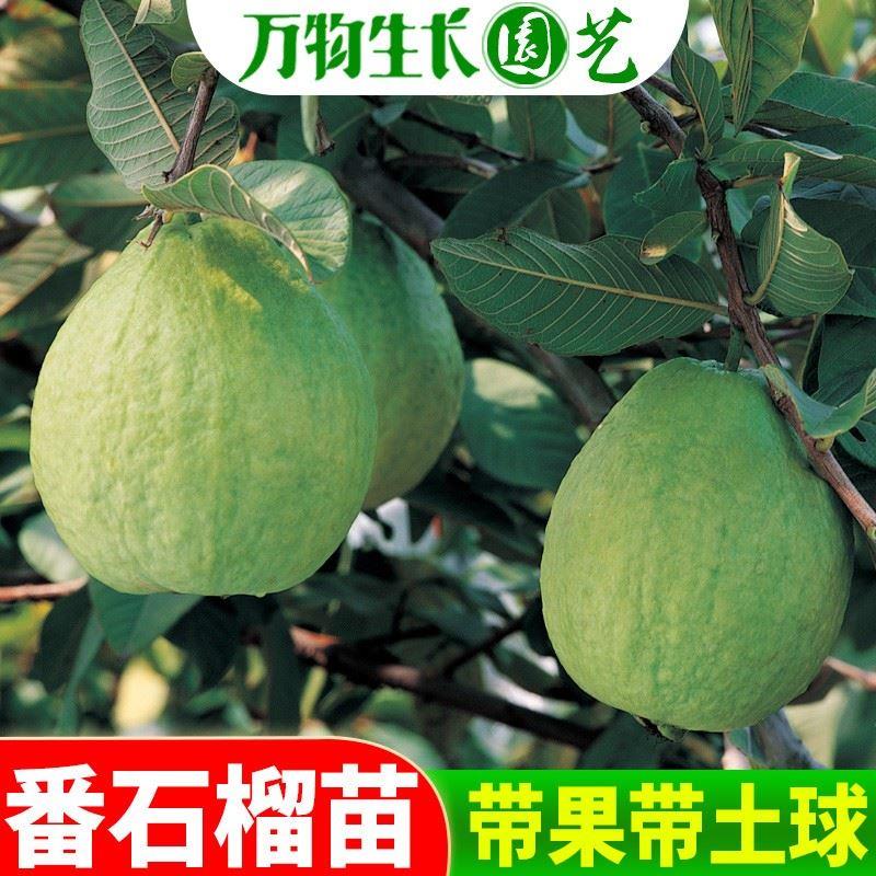 芭乐苗红心番石榴树苗南方种植带果发货四季西瓜芭乐嫁接果苗盆栽