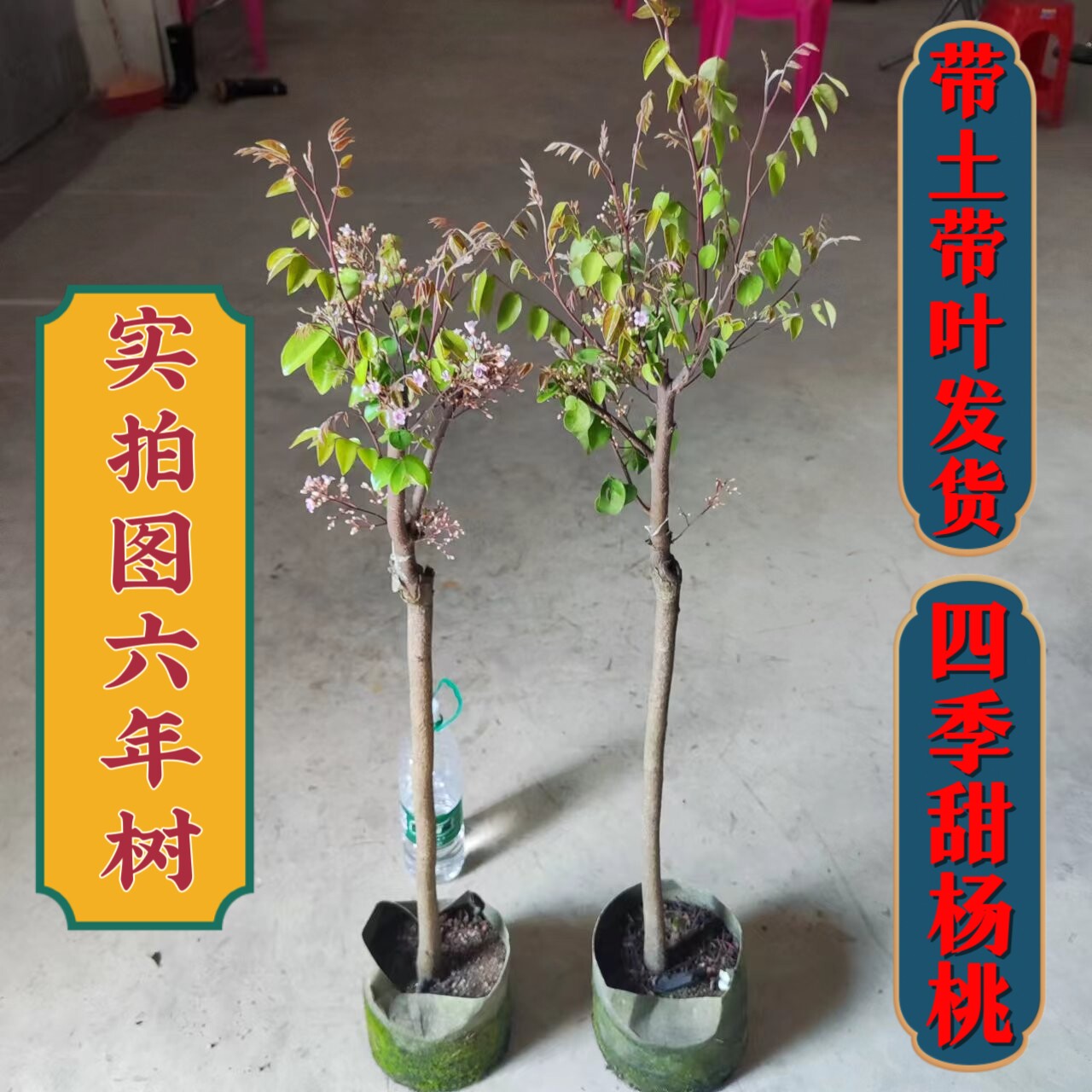(大颗甜杨桃树苗)清甜无杂味嫁接正宗品种四季结果南北方可种植