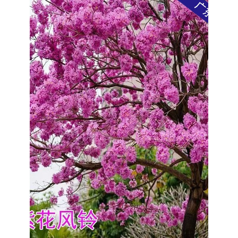 风铃木树苗紫花风铃木树巴西黄花风铃木大树名贵苗庭院绿化风景树