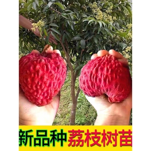 荔枝大树当年结果无核荔枝王树苗妃子笑桂味荔枝仙进奉庭院盆栽