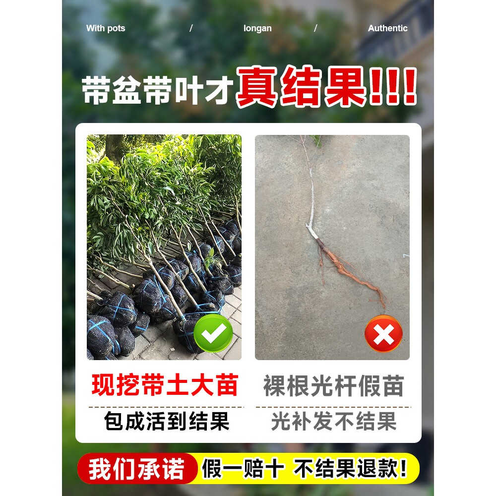 龙眼树大苗嫁接苗果苗储良四季矮化老桩石峡龙眼树特大号桂圆树苗