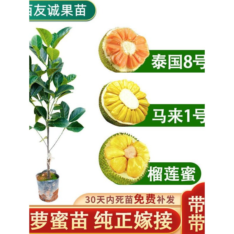 菠萝蜜树树苗嫁接泰国红肉干苞海南四季榴莲蜜木菠萝蜜果树苗庭院