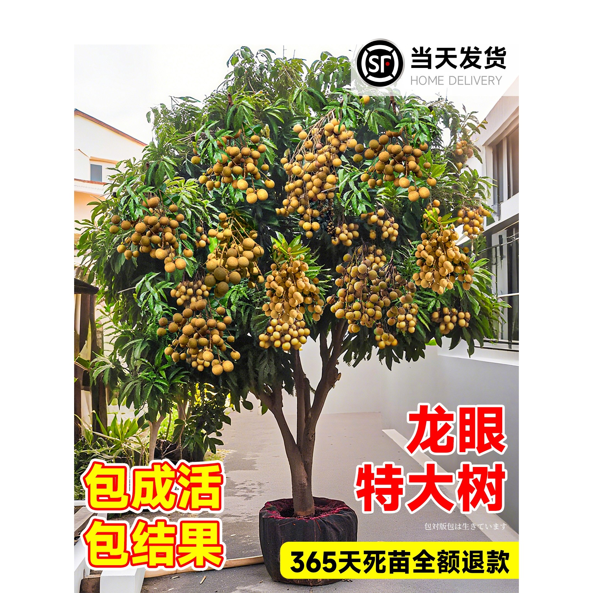 特大龙眼树嫁接大苗无核储良石峡果树果苗南北方四季种植庭院盆栽