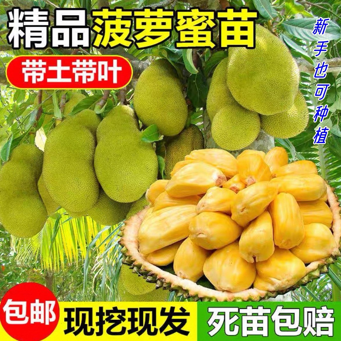嫁接印尼红肉菠萝蜜树苗马来西亚一号 泰国8号12号耐寒盆栽种庭院
